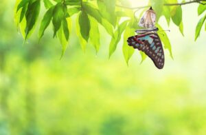 Photo of a butterfly with patterned wings of brown, blue, and red. The butterfly is perched on the leaves of the tree. The background is a soft green.